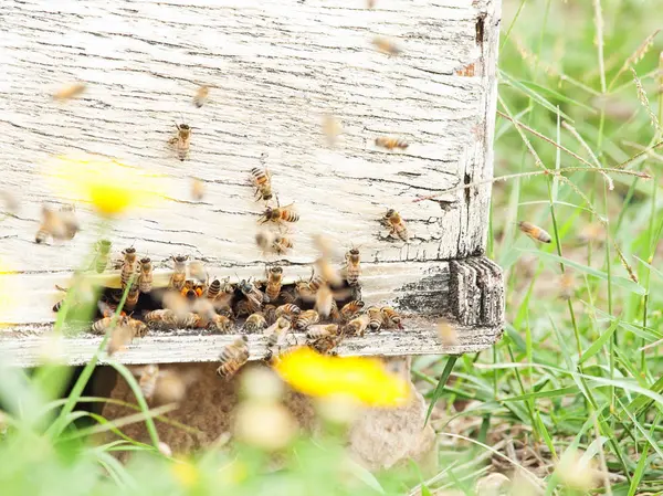 Bees flying at  hive entrance. close up — Stock Photo, Image