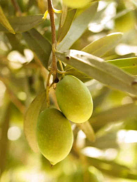 Olive ovocný strom s olivami. Detailní záběr — Stock fotografie