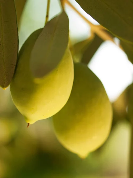 Oliivihedelmäpuu oliivien kanssa. lähikuva — kuvapankkivalokuva