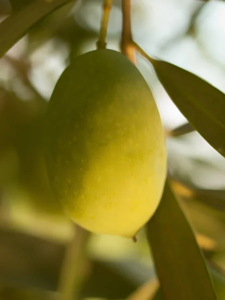 Olivier fruitier aux olives. gros plan — Photo