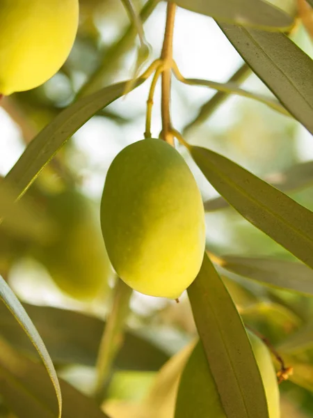 Olivier fruitier aux olives. gros plan — Photo