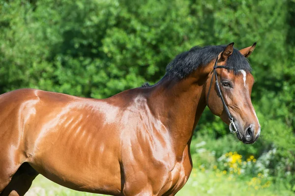 Porträt des jungen, sportlichen Hengstes — Stockfoto