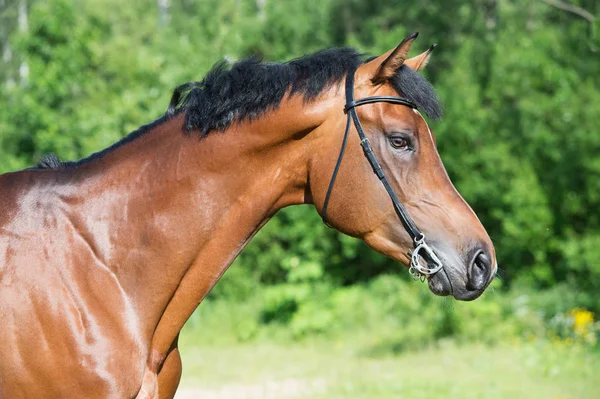 Portrait of young  sportive stallion — Stock Photo, Image