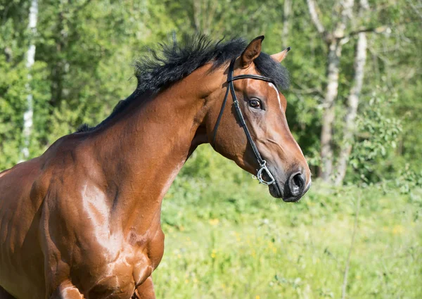 Portret van jonge sportieve hengst in beweging — Stockfoto