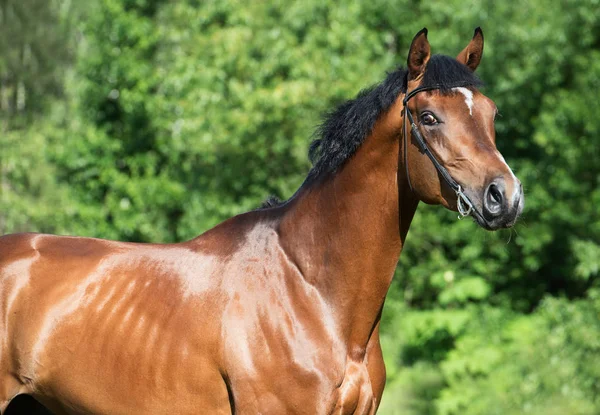 Portret van jonge sportieve hengst — Stockfoto