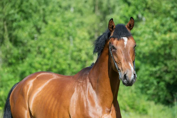 Portrait of young  sportive stallion — Stock Photo, Image