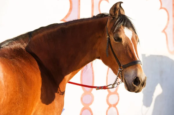 Ritratto della baia Marwari mare contro muro bianco. India — Foto Stock