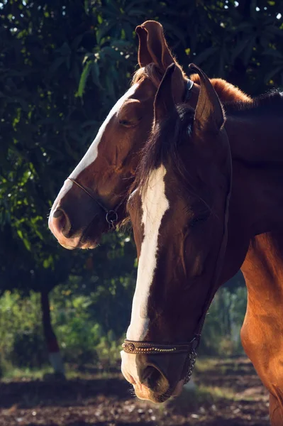 Portrait of Marwari mare with her foal. Gujarat, India — Stock Photo, Image