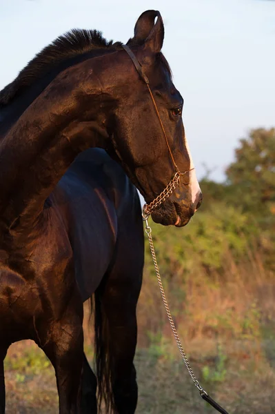 Porträtt Flintskallig Marwari Ung Hingst Trädgården Tidigt Morgonen Gujarat Indien — Stockfoto