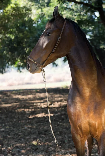 Portrait of bay Marwari mare posing  in garden. sunny day. Gujar — 스톡 사진