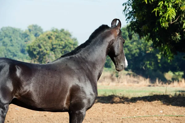 自由地奔跑着马瓦里黑色的种马。 印度古吉拉特 — 图库照片