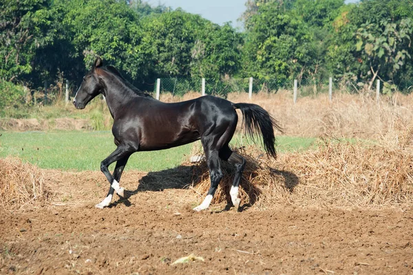 Corriendo semental negro marwari en libertad. Gujarat, India — Foto de Stock