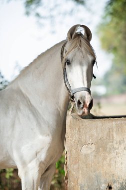 Piebald 'ın portresi güzel Marwari aygırı. Hint otantik atı cinsi. Ahmedabad, Gujarat. Hindistan