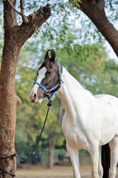 Ritratto Piebald Bellissimo Stallone Marwari Razza Cavallo Autentico Indiano Ahmedabad — Foto Stock