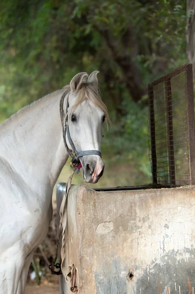 Piebald Portresi Güzel Marwari Aygırı Hint Otantik Atı Cinsi Ahmedabad — Stok fotoğraf