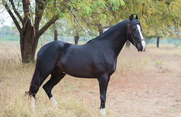 Schwarzer Marwari Hengst Posiert Garten Indien — Stockfoto