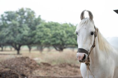 Krem rengi Marwari cinsi kısrak. Hint otantik atı cinsi. Ahmedabad, Gujarat. Hindistan