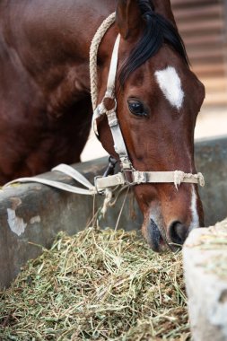 Marwari 'yi yaşlı aygırla beslemek. Hint otantik atı cinsi. Ahmedabad, Gujarat. Hindistan