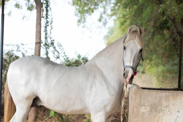 Nourrir Étalon Marwari Blanc Race Cheval Authentique Indienne Ahmedabad Gujarat — Photo
