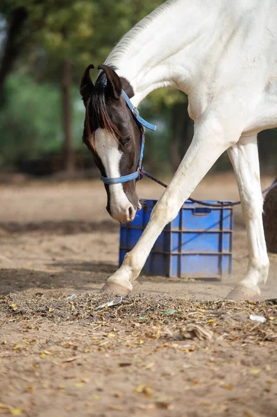 Piebald Marwari Cavalla Razza Cavallo Autentico Indiano Ahmedabad Gujarat India — Foto Stock