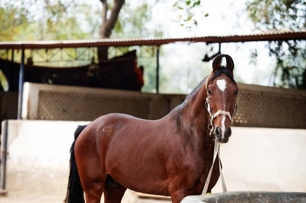 Het Voeden Van Marwari Oude Baai Hengst Indiaas Authentiek Paardenras — Stockfoto