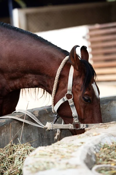 Dando Mangiare Vecchio Stallone Marwari Razza Cavallo Autentico Indiano Ahmedabad — Foto Stock