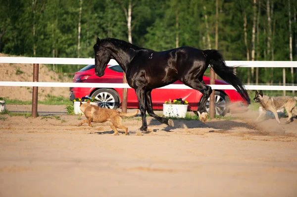 Fekete Gyönyörű Csődört Játszani Kutyákkal Kifutón Trakehner Sportos Fajta — Stock Fotó