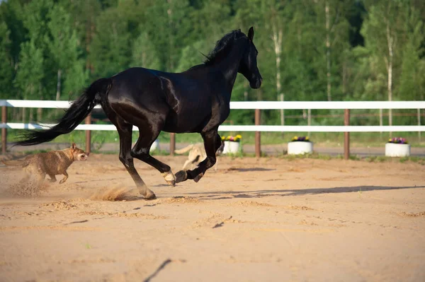 パドックで犬と黒の美しいスタリオンをプレイ Trakehnerスポーツ品種 — ストック写真