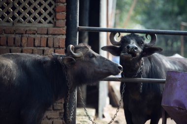 Hint Bufalosu portresi. Rajasthan. Hindistan