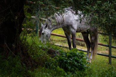 Genç gri Endülüs aygırı zeytin bahçesinde özgürce dolaşıyor