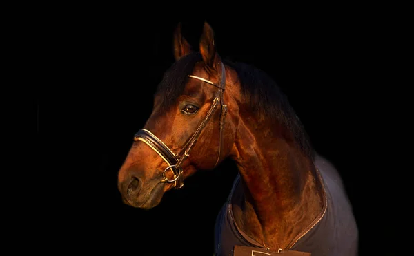 Retrato Bahía Stalion Deportivo Cubierta Caballo —  Fotos de Stock