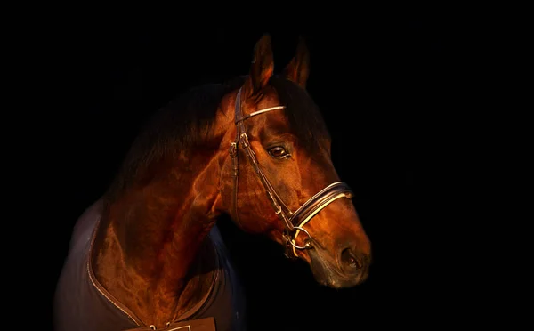 Retrato Baía Esportiva Cavalo Capa Veado — Fotografia de Stock