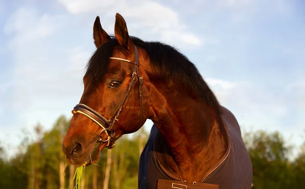 Portrait Bay Sportive Stalion Horse Cover — Stock Photo, Image