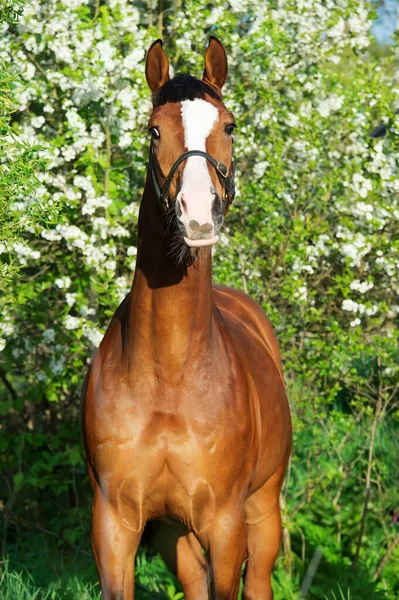 Retrato Cavalo Esportivo Baía Perto Árvore Flor — Fotografia de Stock