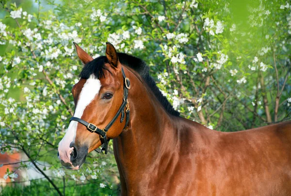 Porträt Eines Schönen Braunen Pferdes Vor Blühendem Hintergrund — Stockfoto