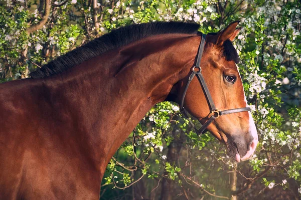 桜の木の近くに美しい茶色のスポーツ馬の肖像画 — ストック写真