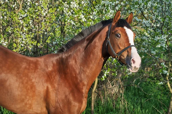Portret Van Bay Sportief Paard Buurt Van Bloesem Boom — Stockfoto