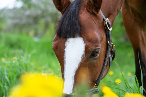 Portrait Grazing Bay Sportive Horse Blossom Field — Stock Photo, Image