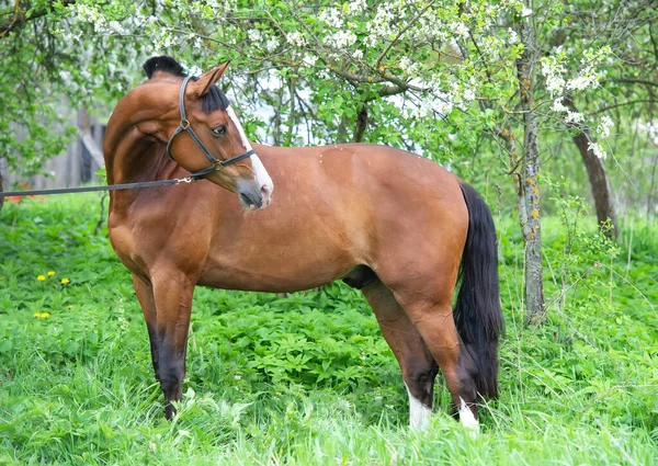 Porträtt Bay Sportig Häst Poserar Nästan Blommande Träd Vår — Stockfoto