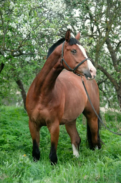 Portrait Bay Sportive Horse Posing Blossom Tree Spring — Stock Photo, Image