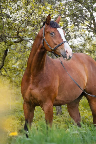 Porträtt Bay Sportig Häst Poserar Nära Blommande Träd Vår — Stockfoto