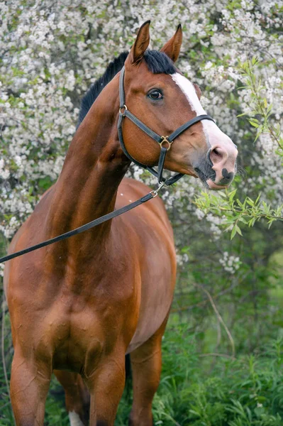 Portrét Zálivu Sportovního Koně Pózujícího Poblíž Kvetoucího Stromu Jaro — Stock fotografie