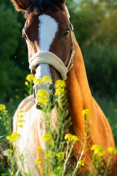 Portret Van Bay Sportief Paard Poseren Weiland Close — Stockfoto