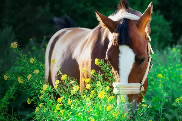 Retrato Caballo Deportivo Bahía Posando Pasto Con Flores Amarillas —  Fotos de Stock