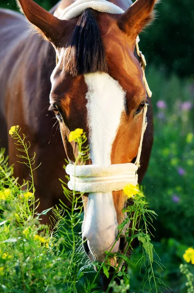 Portrét Zálivu Sportovního Koně Pózujícího Pastvinách Zavřít — Stock fotografie