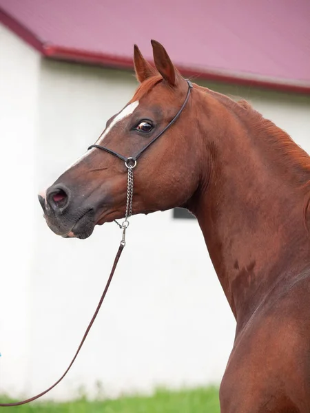 Portrait Wonderful Sorrel Arabian Stallion Stable — Stock Photo, Image