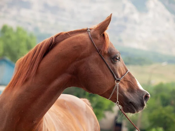 Portrait Wonderful Sorrel Arabian Stallion Mountain — Stock Photo, Image