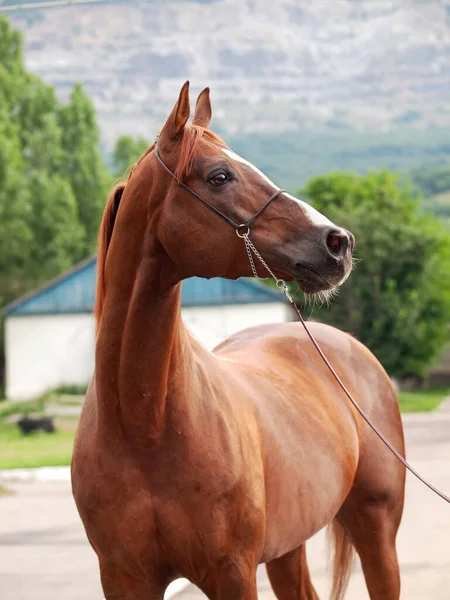 Porträtt Underbar Sorrel Arabian Hingst Mot Stabil — Stockfoto