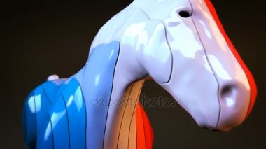 At tasarım - animasyon