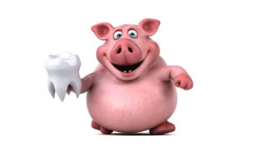 komik domuz diş ile